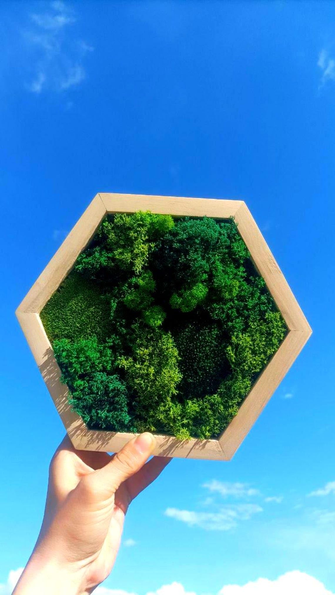 Crèmefaarwegt Moos-Hexagon
