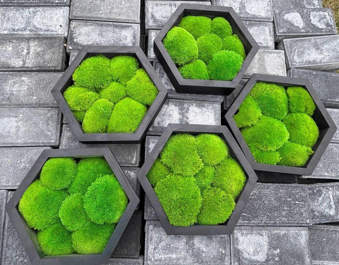 Organescht Moos-Hexagon
