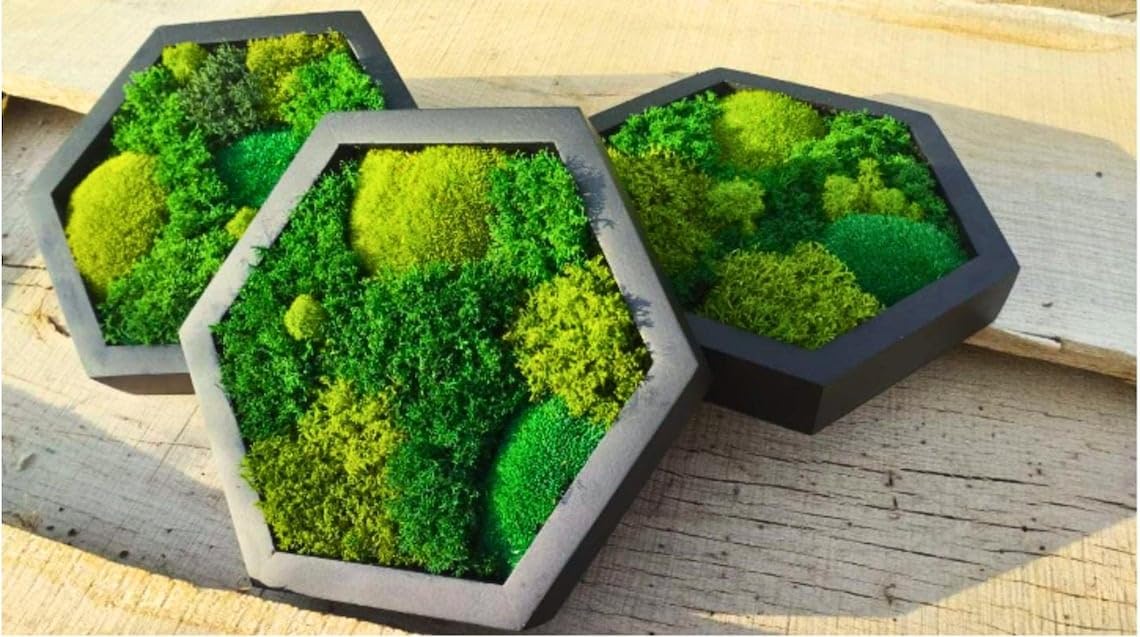 Organic Moss Hexagon