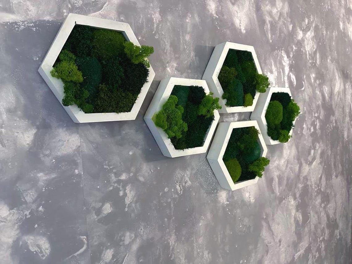 Botanesche Set vu Moos-Hexagonen