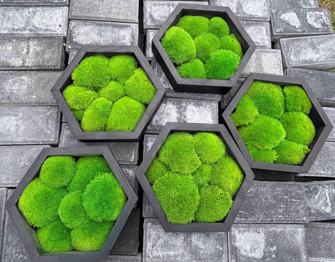 Organic Moss Hexagon
