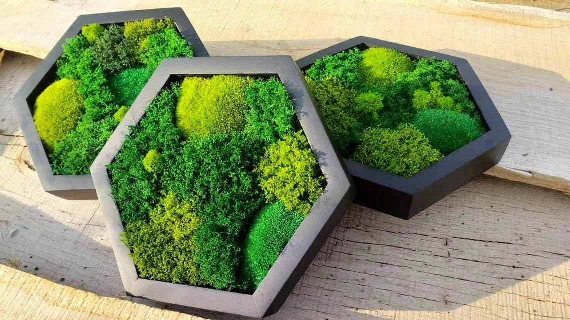 Trio vu Moos-Hexagonen